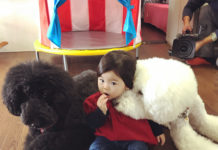 Viral Poodles Get Featured In Beck’s Music Video For “Fix Me”